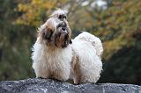 SHIH TZU 175